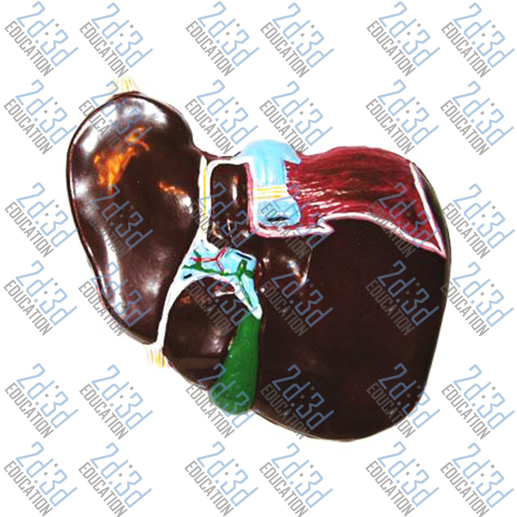 2ce796aa3702a06677b2a0a58a6fc561.jpg Барельєфна модель «Будова печінки людини»