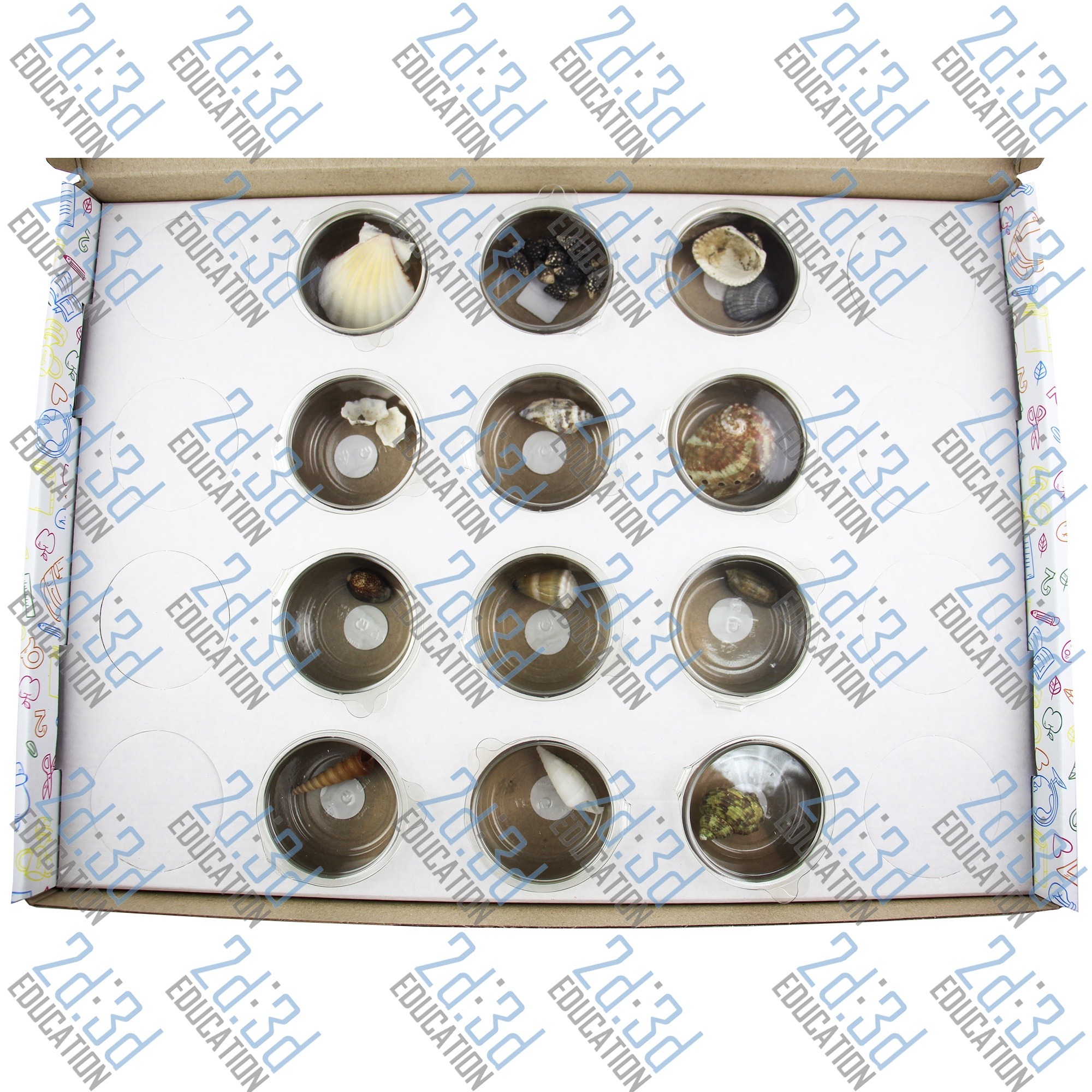 505d0db5ab4bf0be34ba3404b95dd85e.jpg Колекція «Черепашки молюсків»