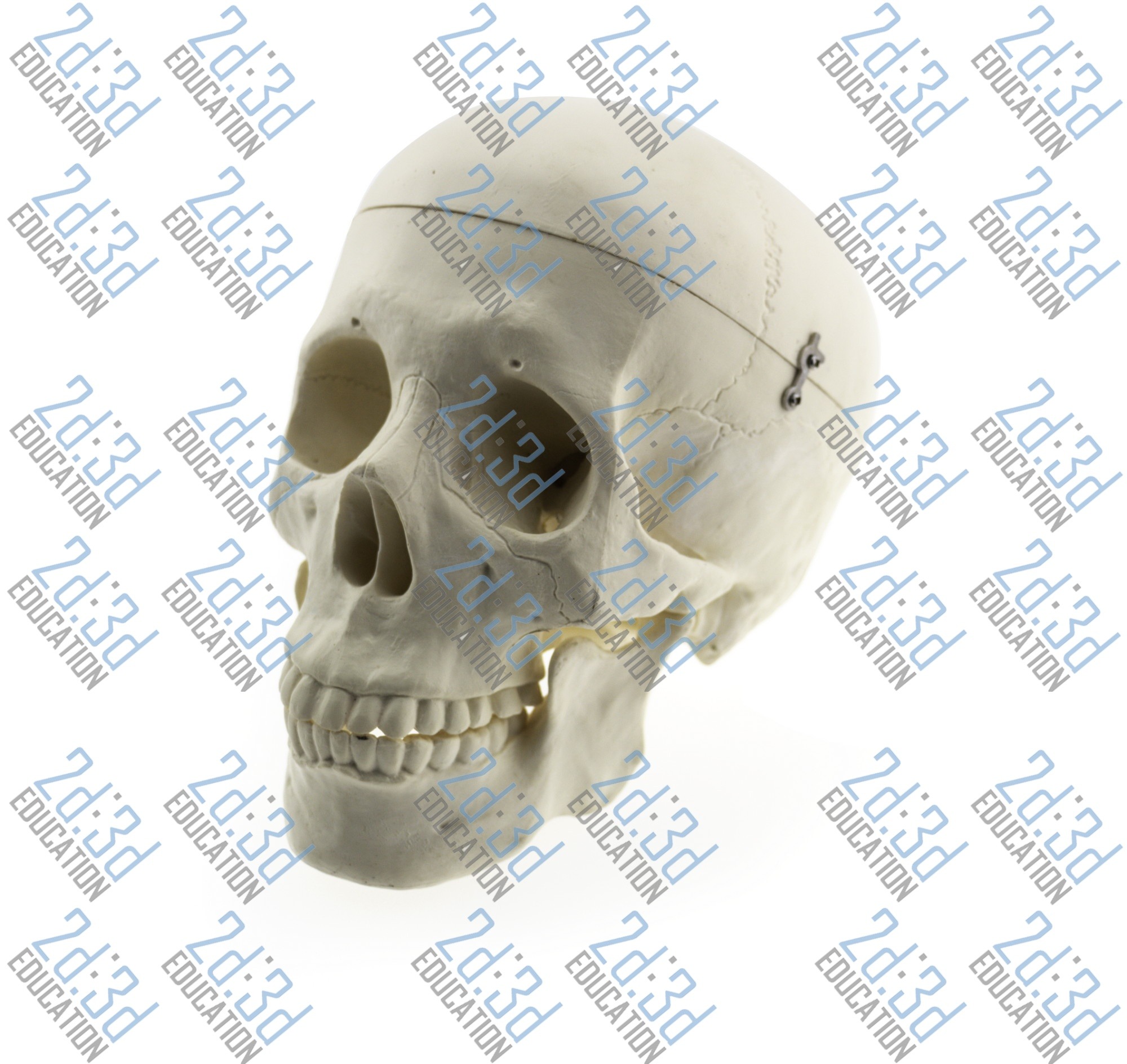 86a913cbfd7c99006b0aa6ca3280874c.jpg Череп людини